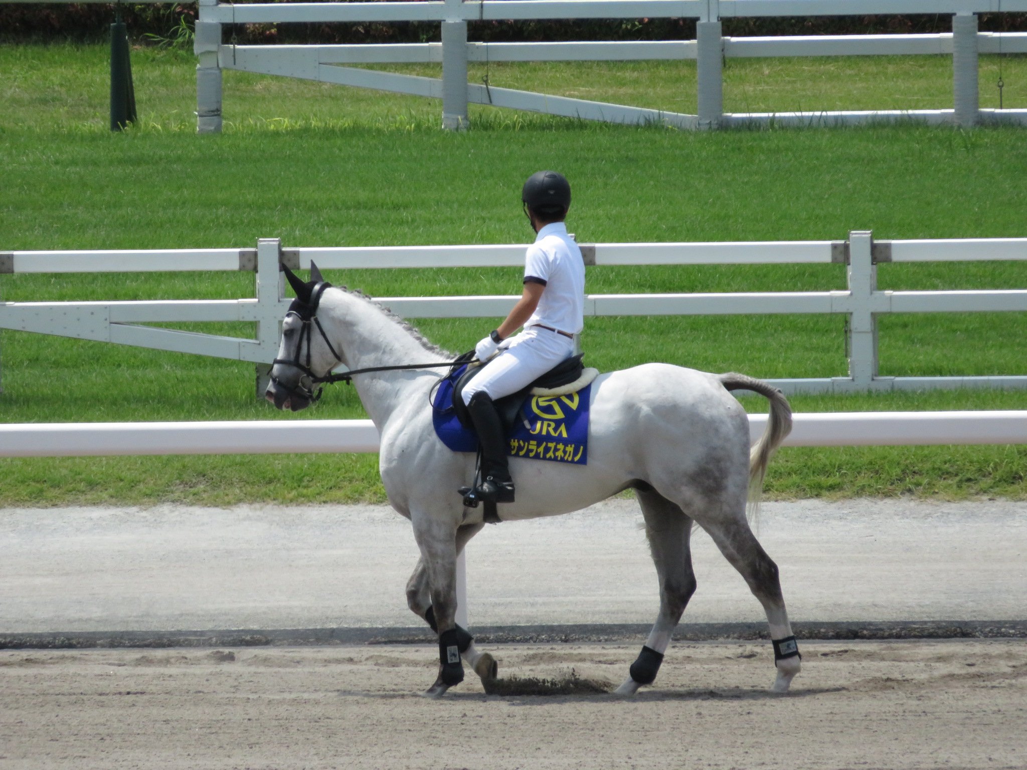 Coconut ７月２９日の誘導馬さん 今年１月デビューの新人さん サンダルフォン に 初心者マーク マテンロウバッハ に おがわじゅりさんイラストのメイショウカイドウ物語の展示もあります 小倉競馬場 サンライズネガノ メイショウドンタク