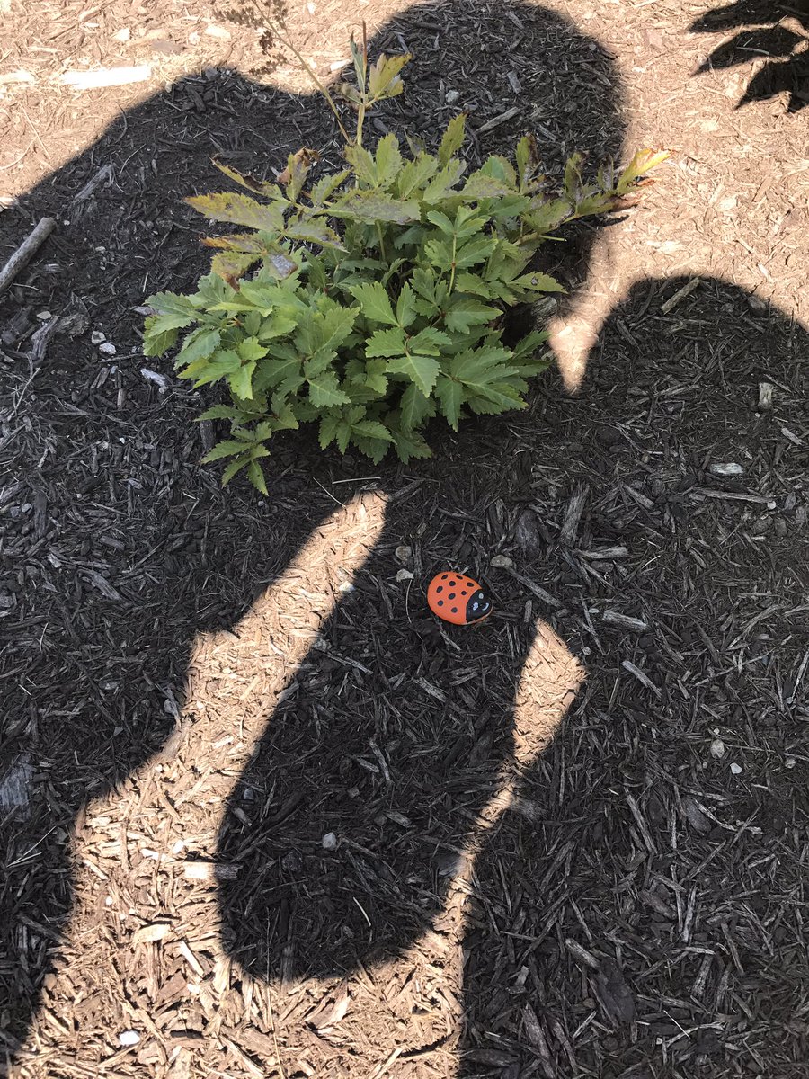 blawson_lcsw's tweet photo. So surprised to come home from church this morning to find this in our flowerbed! #fishersrocks https://t.co/za2H2l3vrJ