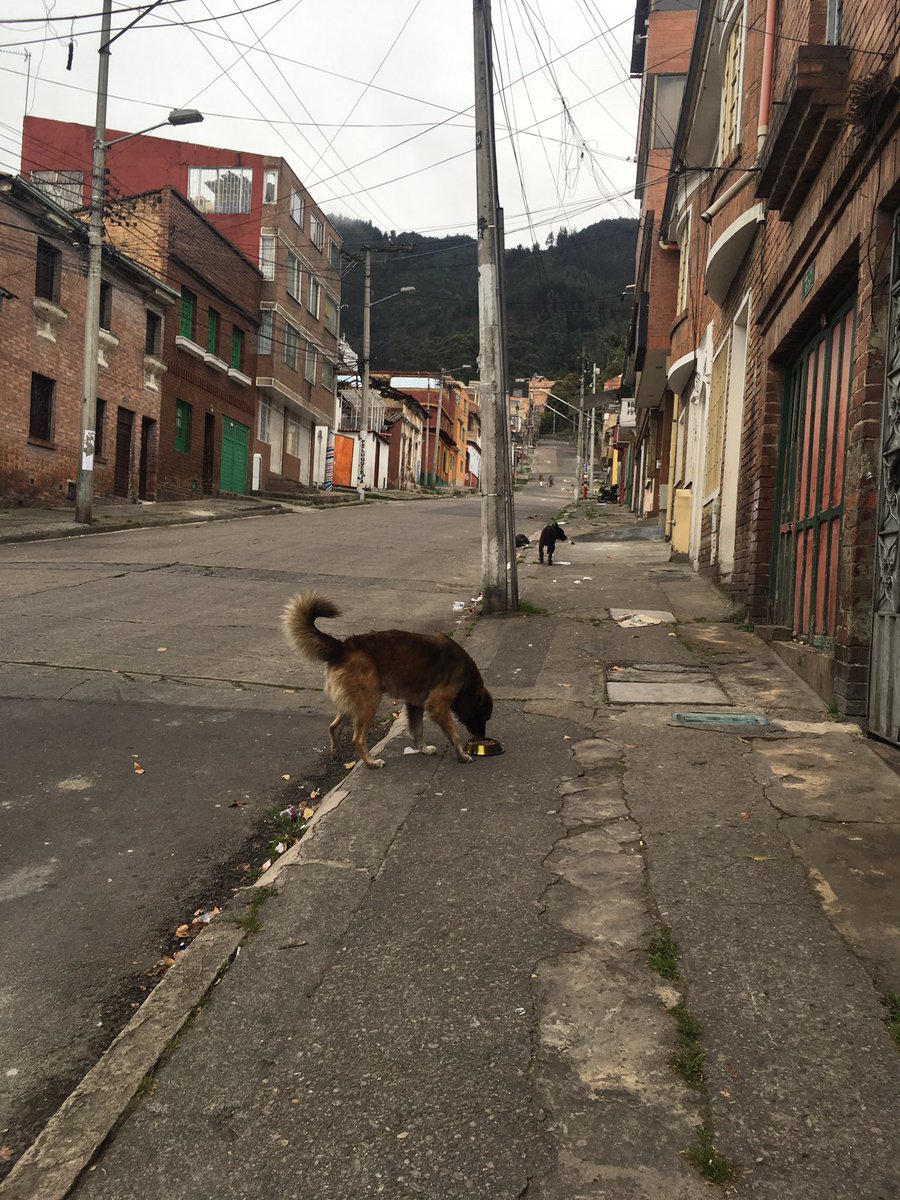 txpcol's tweet photo. Hoy es #Dogmingo. Jornada de alimentación barrio la Perseverancia en Bogotá https://t.co/3M2KNKERu4