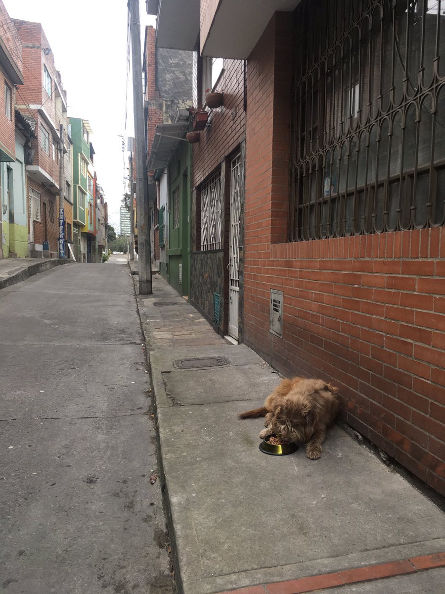 Hoy es #Dogmingo. Jornada de alimentación barrio la Perseverancia en Bogotá