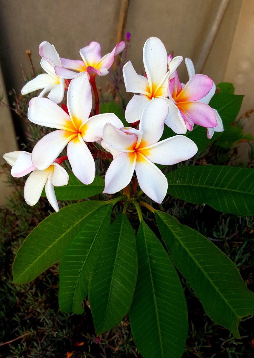 griz1's tweet photo. Some beautiful neighborhood flowers seen while walking about. @CulverCityPatch #FlowerReport @alyssaharad #NoticeSomething #WalkInBeauty https://t.co/PyUfUTPRll