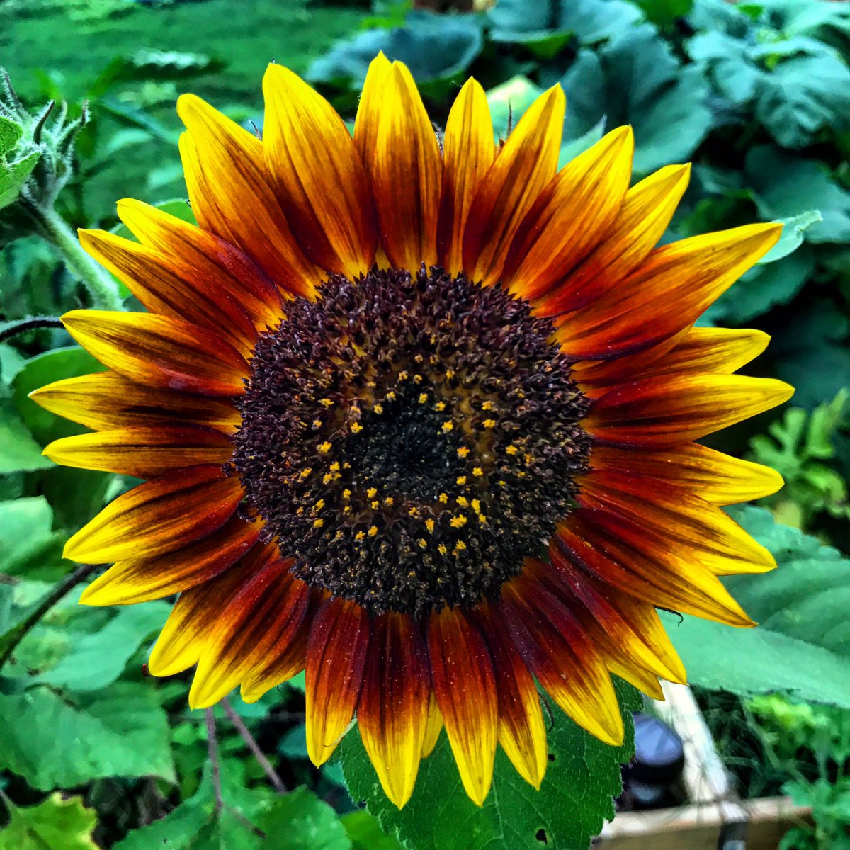 beyondhonolulu's tweet photo. When the garden sunflowers are popping. #hawaii #sunflowers #sunflower #sundays #weekends #islandlife #gobeyond https://t.co/ISRqnIIyT6