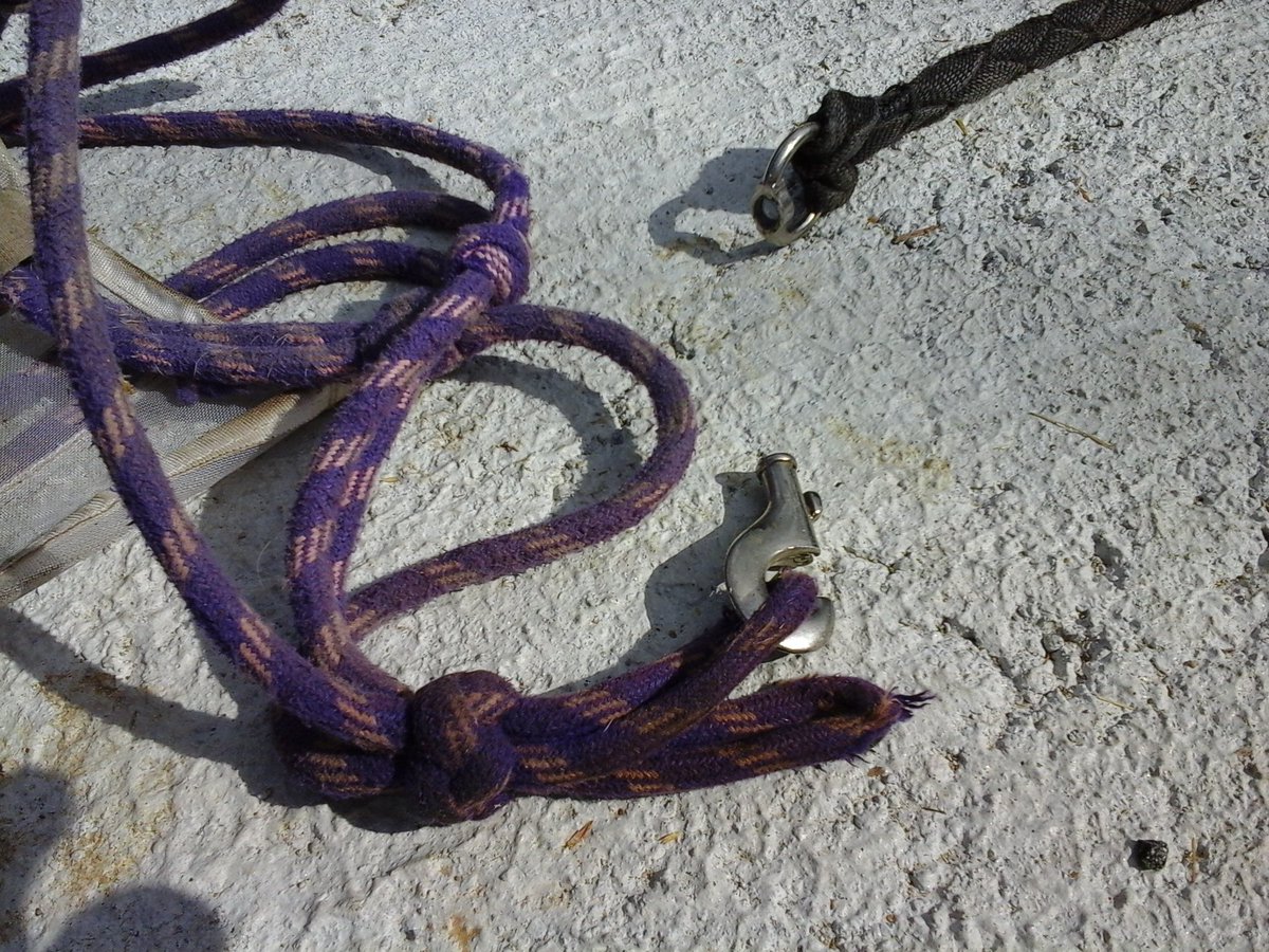 francewitch's tweet photo. AND JUST TO ROUND IT ALL OFF, when a #horse breaks his #leadrope and does a runner. 😣😣 #horsesoftwitter #equestrian #ponyhour #headcollar https://t.co/shrQzRABMf