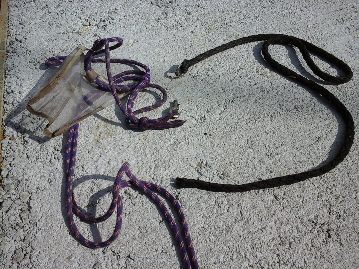 francewitch's tweet photo. AND JUST TO ROUND IT ALL OFF, when a #horse breaks his #leadrope and does a runner. 😣😣 #horsesoftwitter #equestrian #ponyhour #headcollar https://t.co/shrQzRABMf