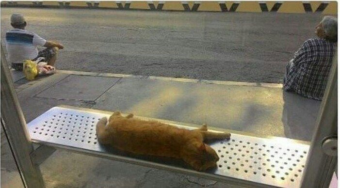 Turks sit on the sidewalk, they don't want to disturb a sleeping cat. Bus stop in #Izmir #Turkey