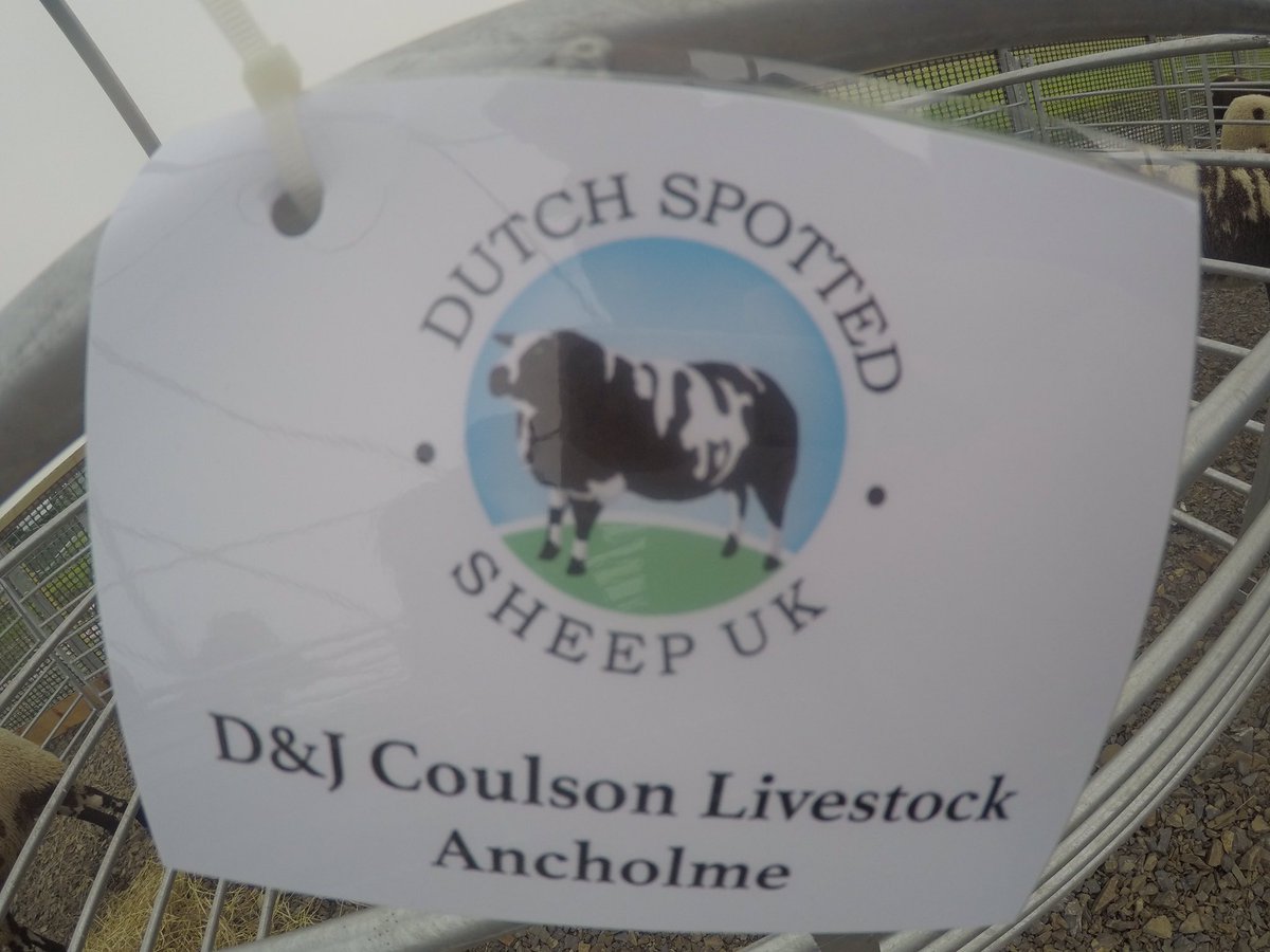 coulsonhereford's tweet photo. Exciting news!! We have become one of the first breeders of Dutch Spotted Sheep in the country. #pioneeringflock #terminalsireofthefuture https://t.co/czTgYNUi71