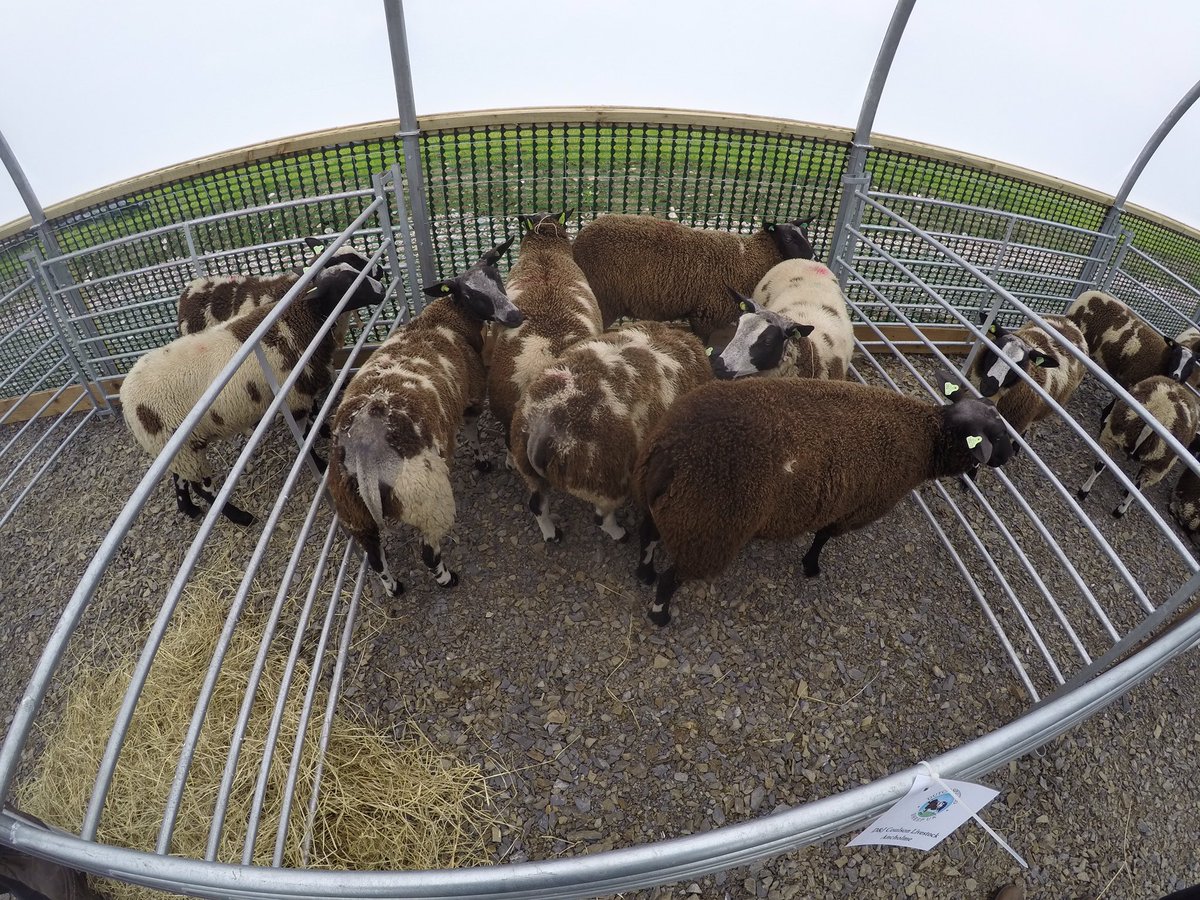 coulsonhereford's tweet photo. Exciting news!! We have become one of the first breeders of Dutch Spotted Sheep in the country. #pioneeringflock #terminalsireofthefuture https://t.co/czTgYNUi71