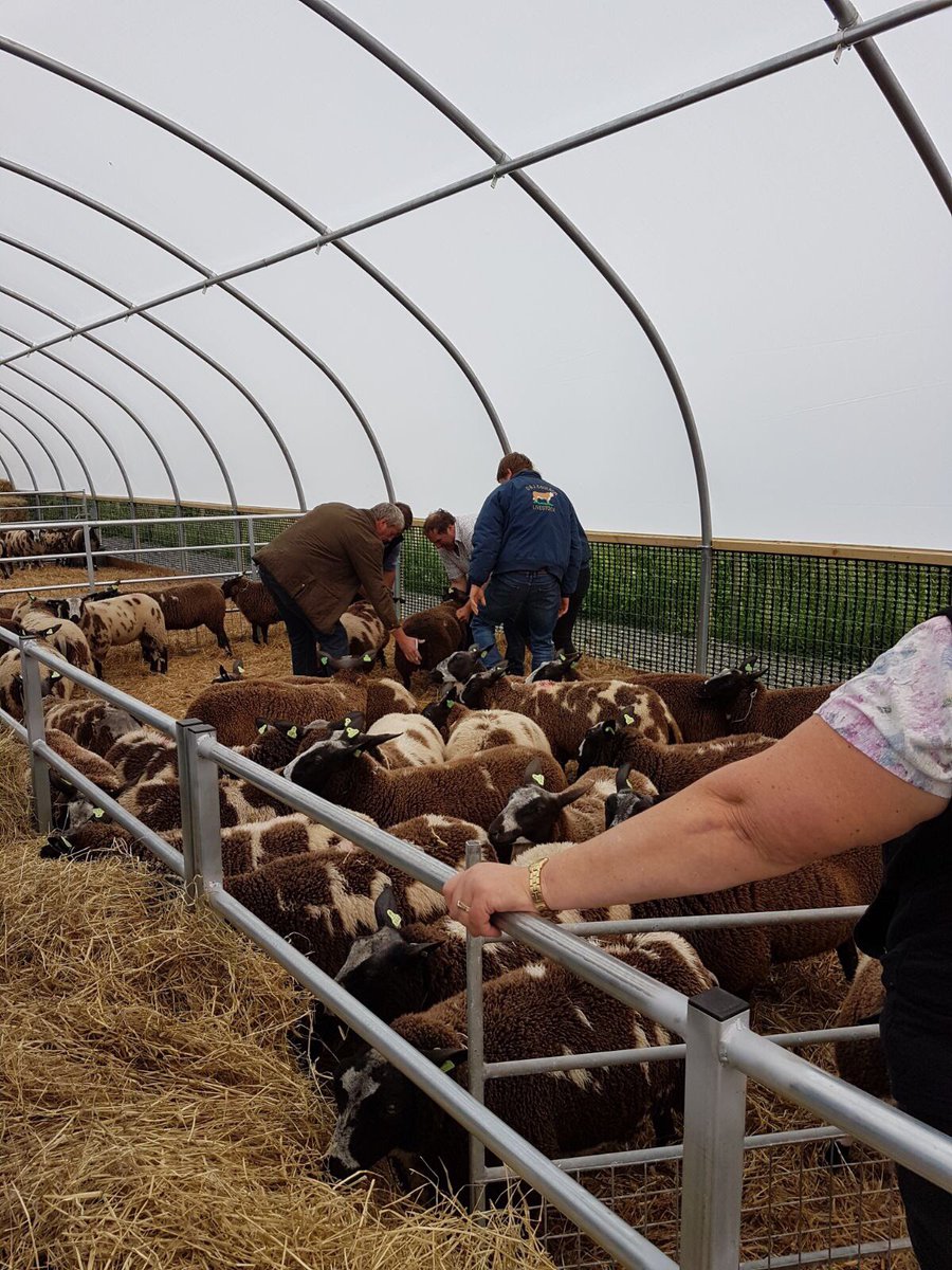 coulsonhereford's tweet photo. Exciting news!! We have become one of the first breeders of Dutch Spotted Sheep in the country. #pioneeringflock #terminalsireofthefuture https://t.co/czTgYNUi71