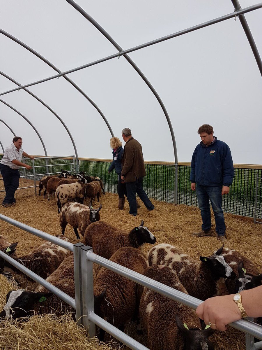 coulsonhereford's tweet photo. Exciting news!! We have become one of the first breeders of Dutch Spotted Sheep in the country. #pioneeringflock #terminalsireofthefuture https://t.co/czTgYNUi71