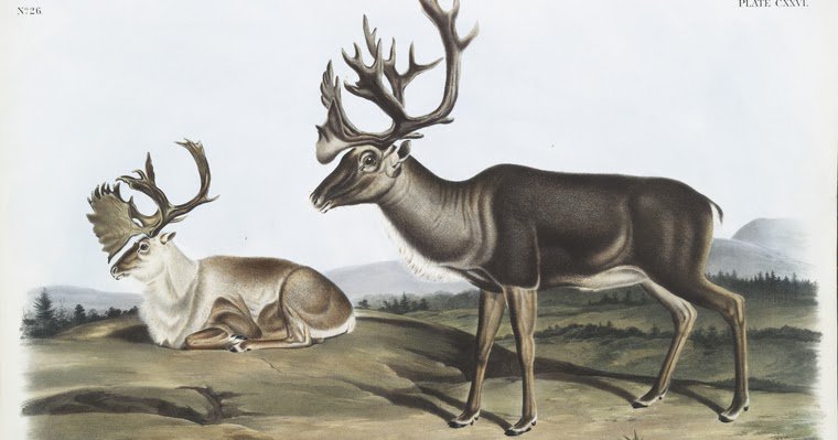 ftnypl's tweet photo. Tarandus furcifer, Caribou, or American Rein Deer. Males. https://t.co/GdPZbcrnnr https://t.co/oOJfFHGFRQ