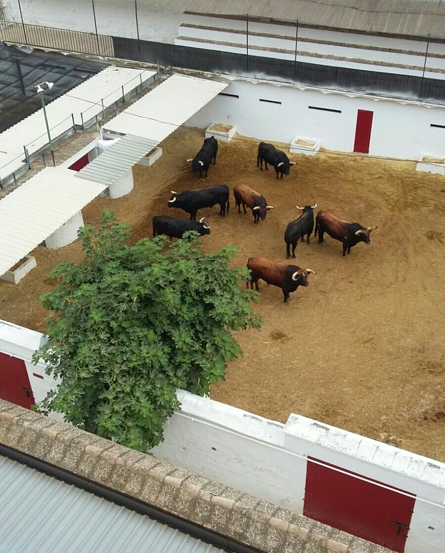 Toros para Dummies tweet media