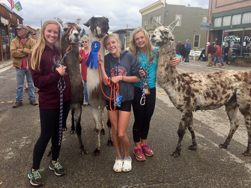 sarahholsonn's tweet photo. Llama festival never disappoints ¯\_(ツ)_/¯ https://t.co/WYdVXS3Hhi