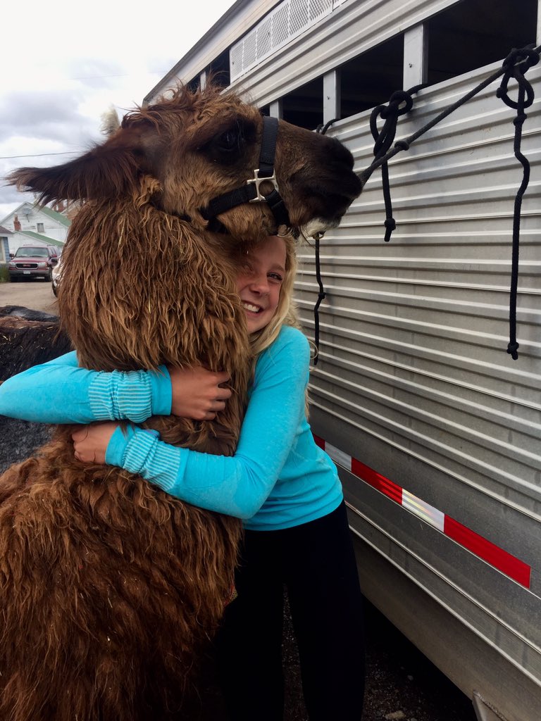sarahholsonn's tweet photo. Llama festival never disappoints ¯\_(ツ)_/¯ https://t.co/WYdVXS3Hhi
