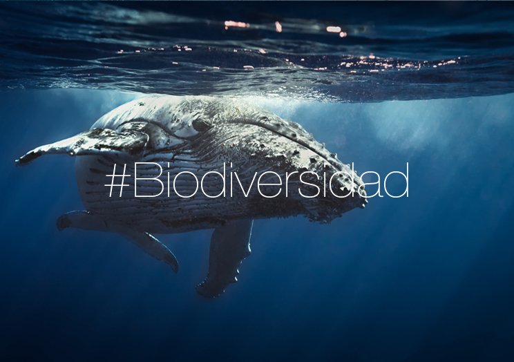 FBiodiversidad's tweet image. Las Canarias albergan hasta 28 especies de cetáceos, 1/3 del total de estos animales en el mundo. #Biodiversidad