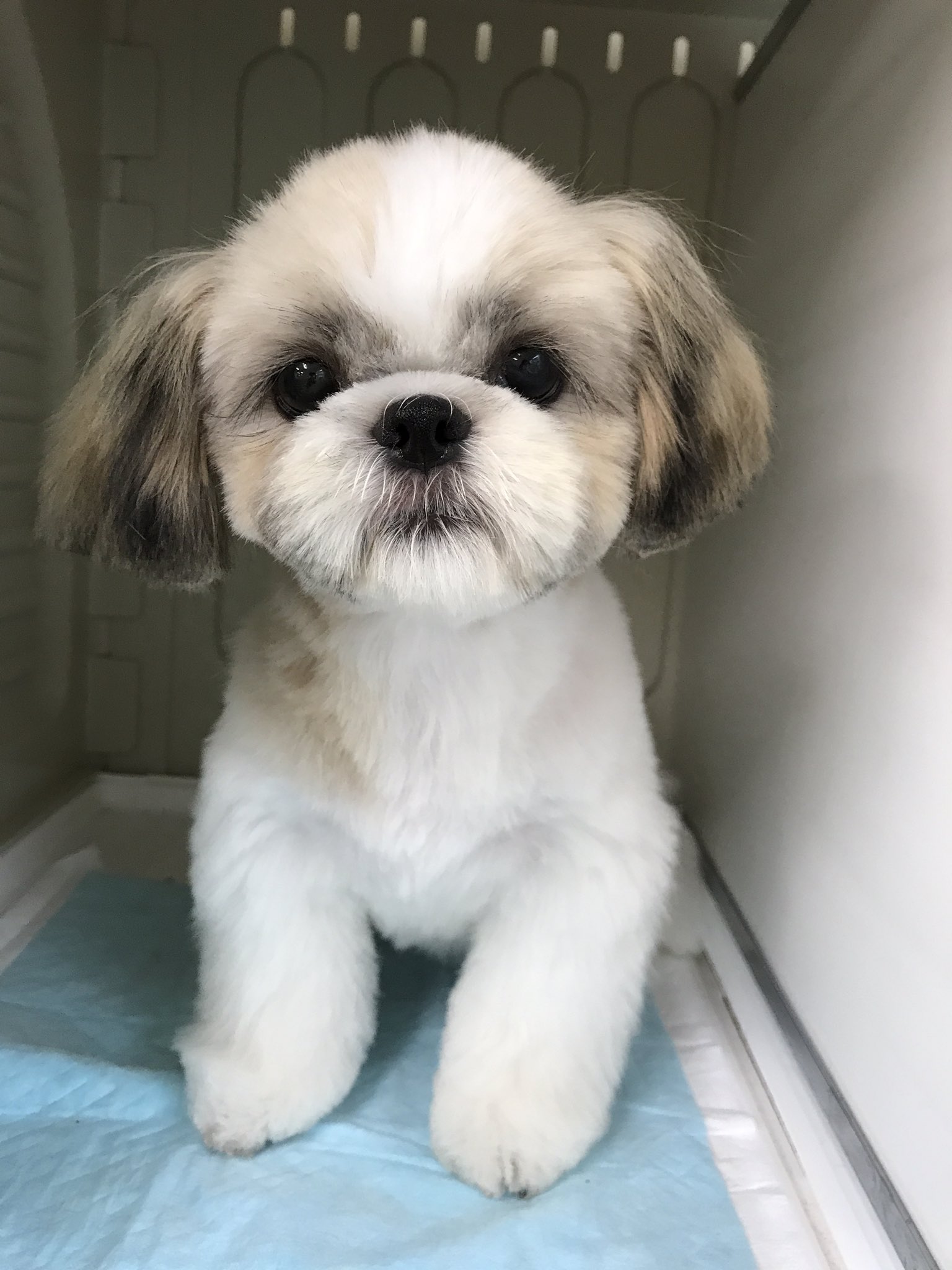 トリミングサロン ワイズドギー ふわふわかわいいムギちゃん シーズー カット 射水 T Co 8om4rcarlq Twitter