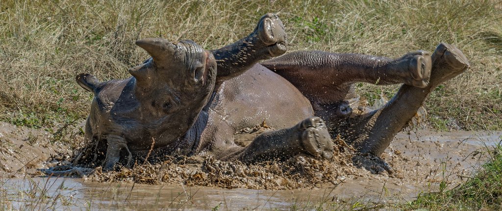 YorkshireWP's tweet photo. Hodari and Dayo have been loving this wet weather! ☔🦏

📷: Neil Hutchinson https://t.co/blFvO8XjTC
