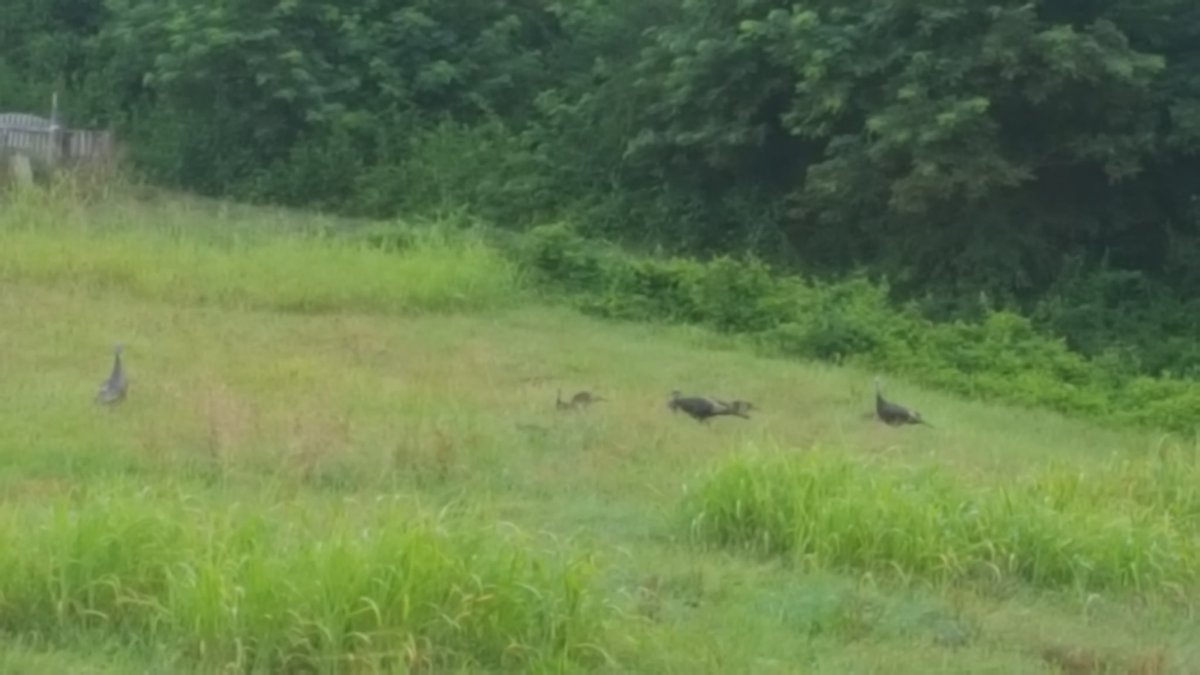 We had a small flock of Turkeys this morning,behind our house.