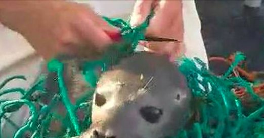 Greenpeace's tweet photo. VIDEO: Baby seal rescue. Wouldn’t it be great if every story of plastic pollution had a happy ending? https://t.co/qG8cUfl7nf #NoPlastic https://t.co/pNteYpwo9D