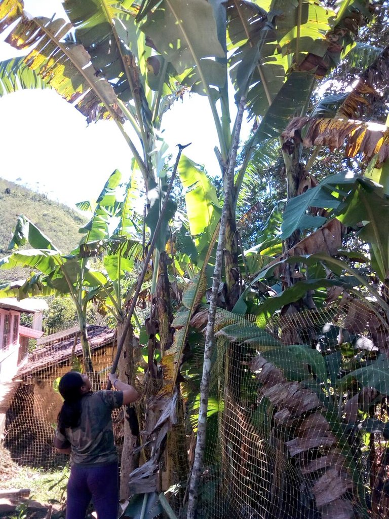 Agricultura_CZ7's tweet photo. #InfoMAG | Actividades técnicas en huerto escolar Rosita Paredes Jumbo de la parroquia Buenavista, #Chaguarpamba #SomosMAG https://t.co/idRNQXRKil