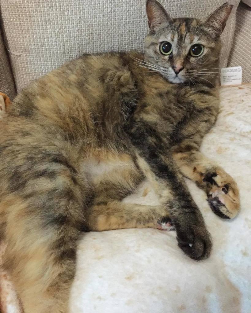 Shinobu Hizume Pa Twitter 最近登場少ないですが麦も元気です 猫 ネコ ねこ サビトラ猫 Cat Japanesecat 麦cat T Co 6eupyb072e