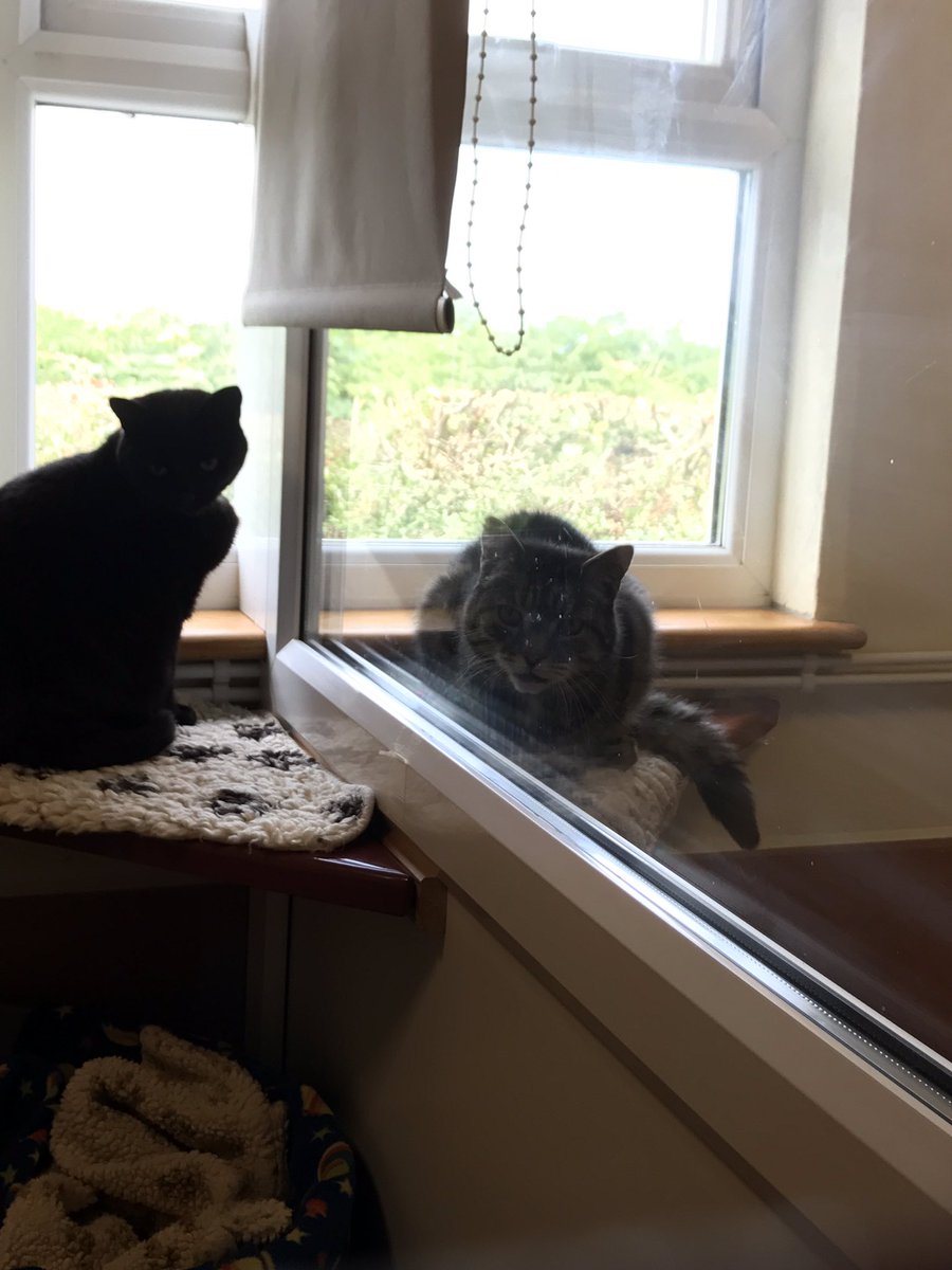 cottagecattery's tweet photo. @Greygirly the boys got a girlfriend 😻😻😻😻 https://t.co/loCo6hbvKX