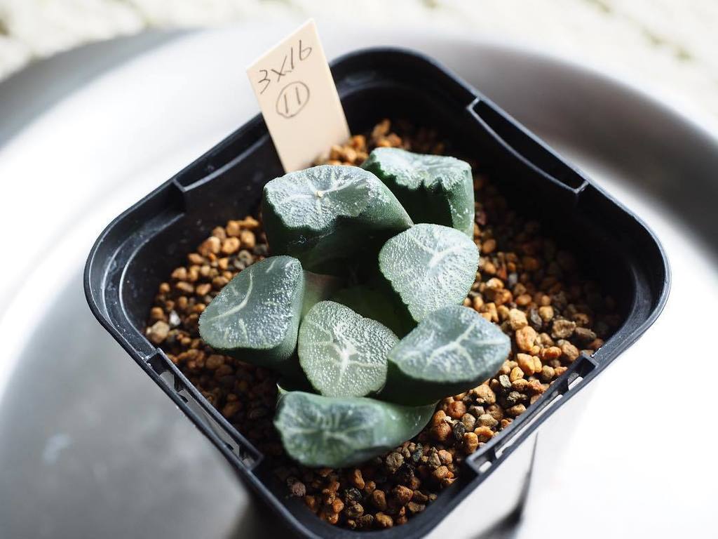 ゲシュティーアツヴェルク 国際多肉植物協会 Haworthia Maughanii 万象 3x16 11 という良い交配らしいのですが 私では詳細分からず 多肉植物 Succulents Haworthia Maughanii 万象 T Co Locvlvic23 Twitter