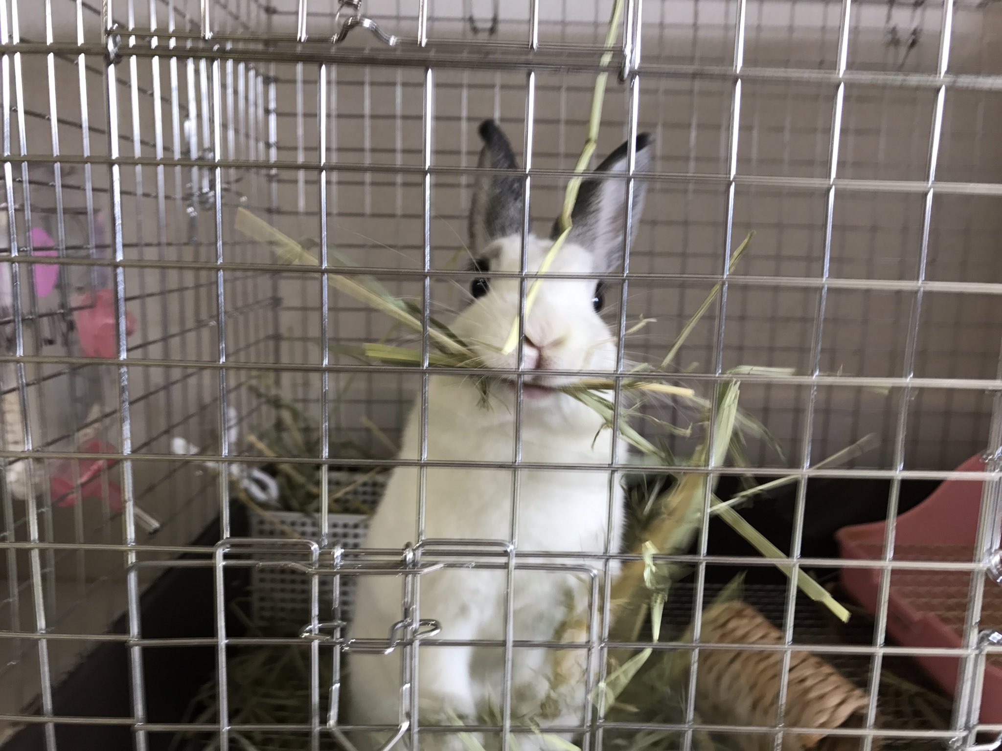 飼う責任 Twitter Search Twitter