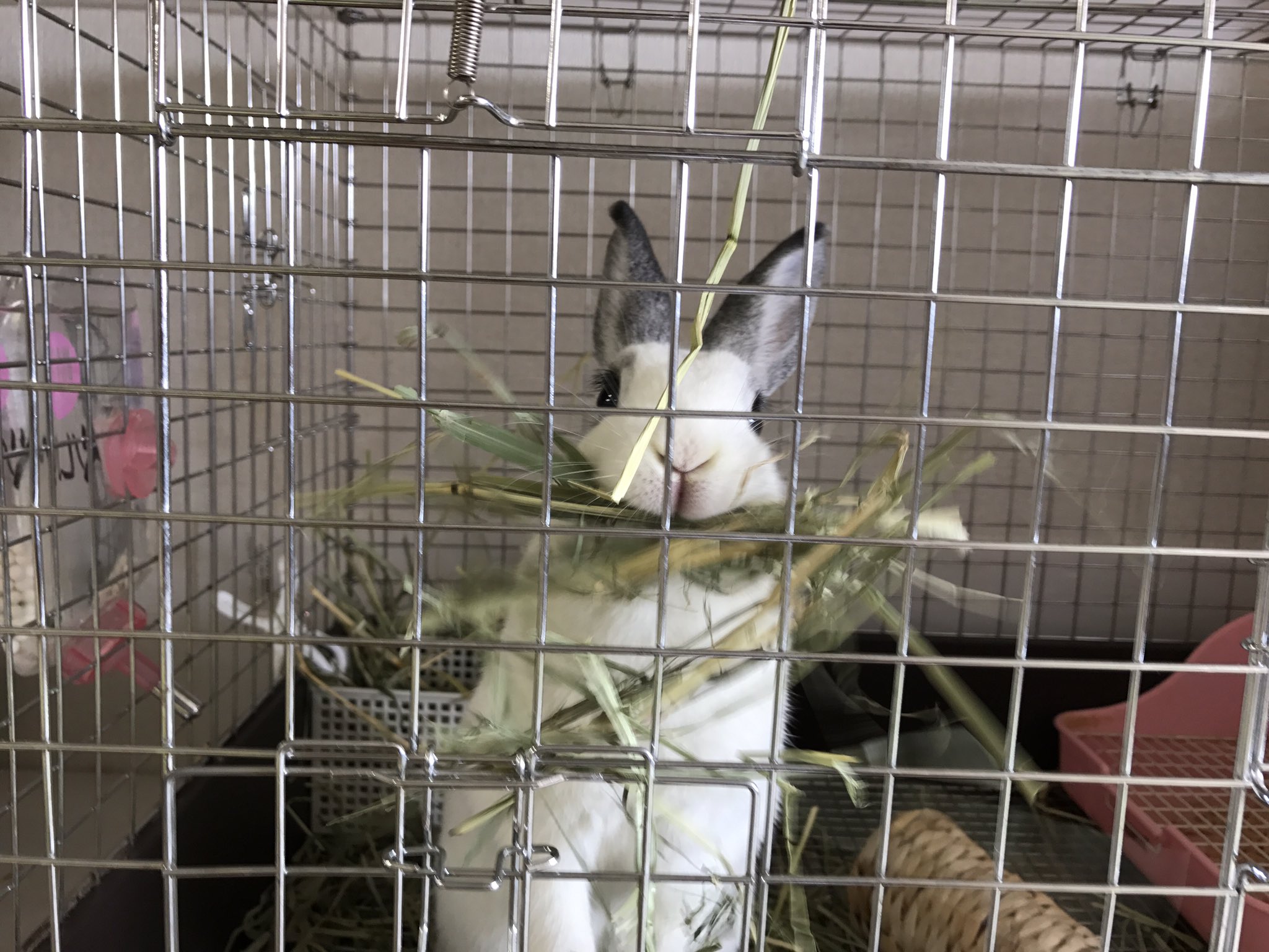 飼う責任 Twitter Search Twitter