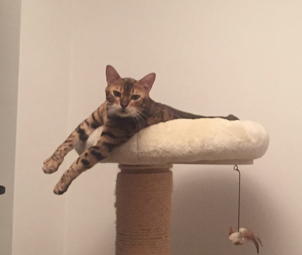 TwoAndCat's tweet photo. Cuándo hace calor, las patitas fuera es lo mejor xD
#gatos #dafne #calor #cosasdegatos #bengalcat https://t.co/HNkEL30K18