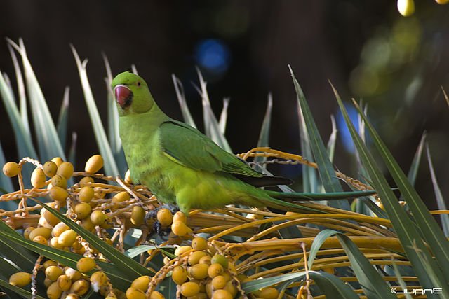 Agrofauna2's tweet photo. Especies #invasoras, son la 2ª causa de #extinción de aves #autóctonas como #noctulo, #cernicalo.
https://t.co/XzWK8W66ak via @SEO_BirdLife https://t.co/DoymkDTsXV