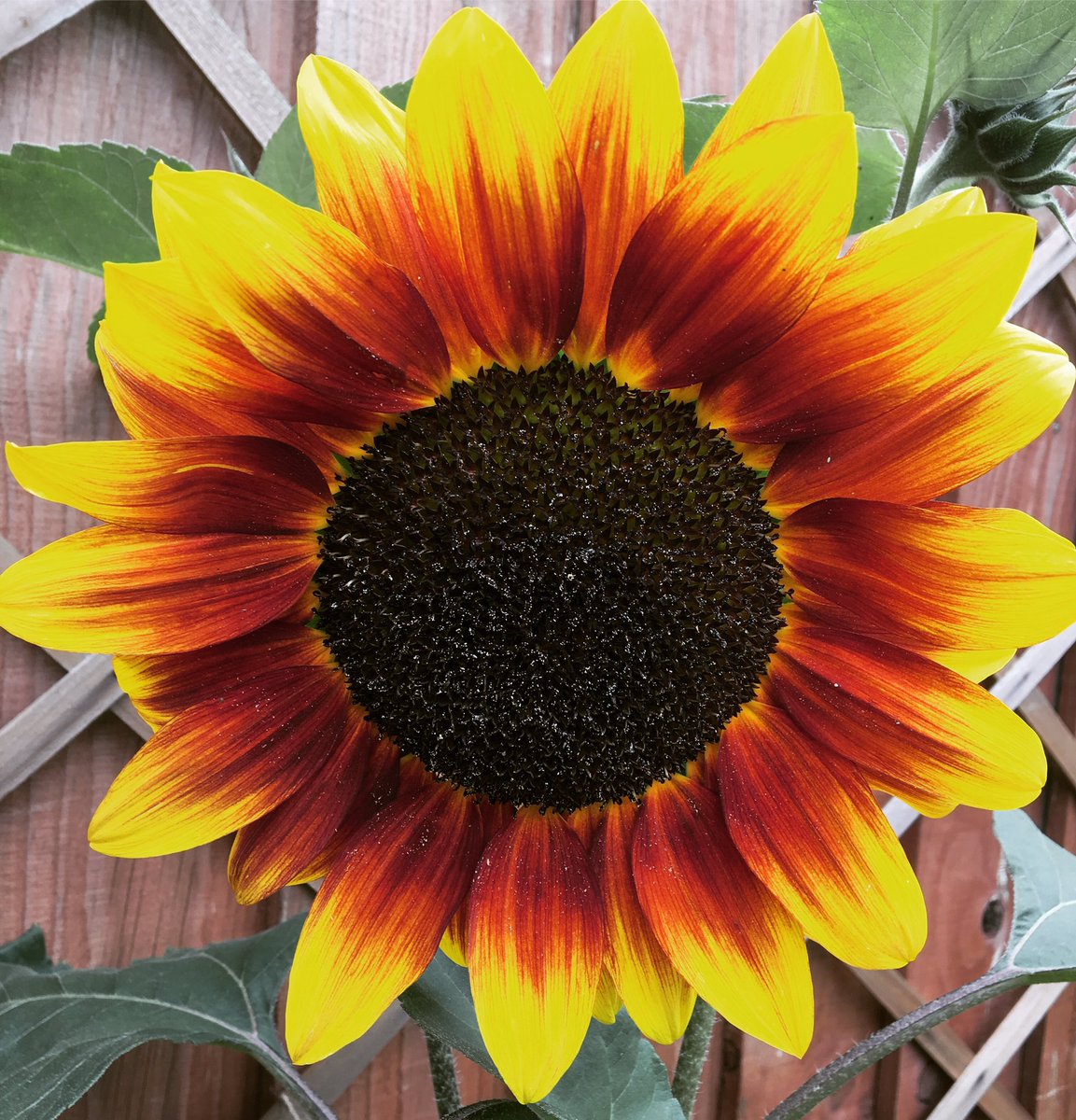 jemmahowells's tweet photo. My perfect #sunflower 🌻😍👌🏼I'm impressed with myself this year 😊 #gardenchat #redvariety https://t.co/KEV3jK5wcz