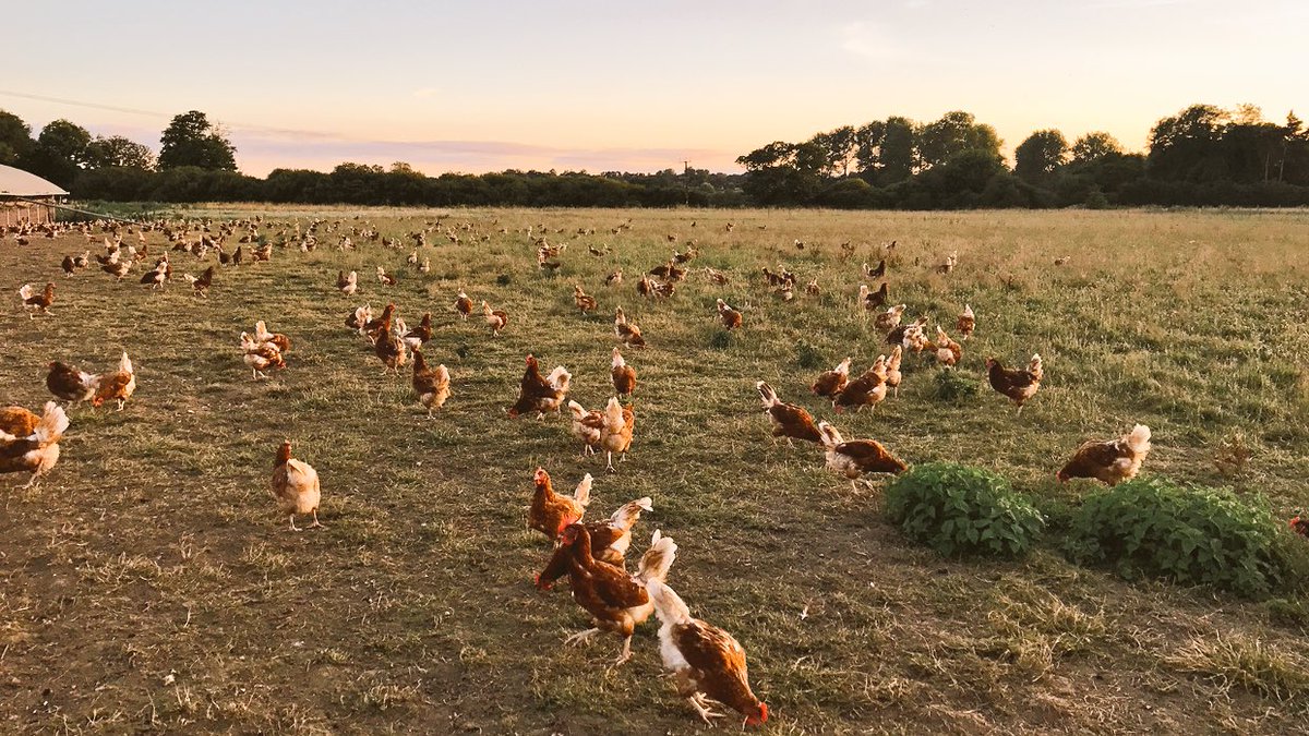 Fluffetts's tweet photo. Drop the Su, simply add an He and as if by magic it becomes a happy Henday, clucking marvelous https://t.co/b34lwnjbOE