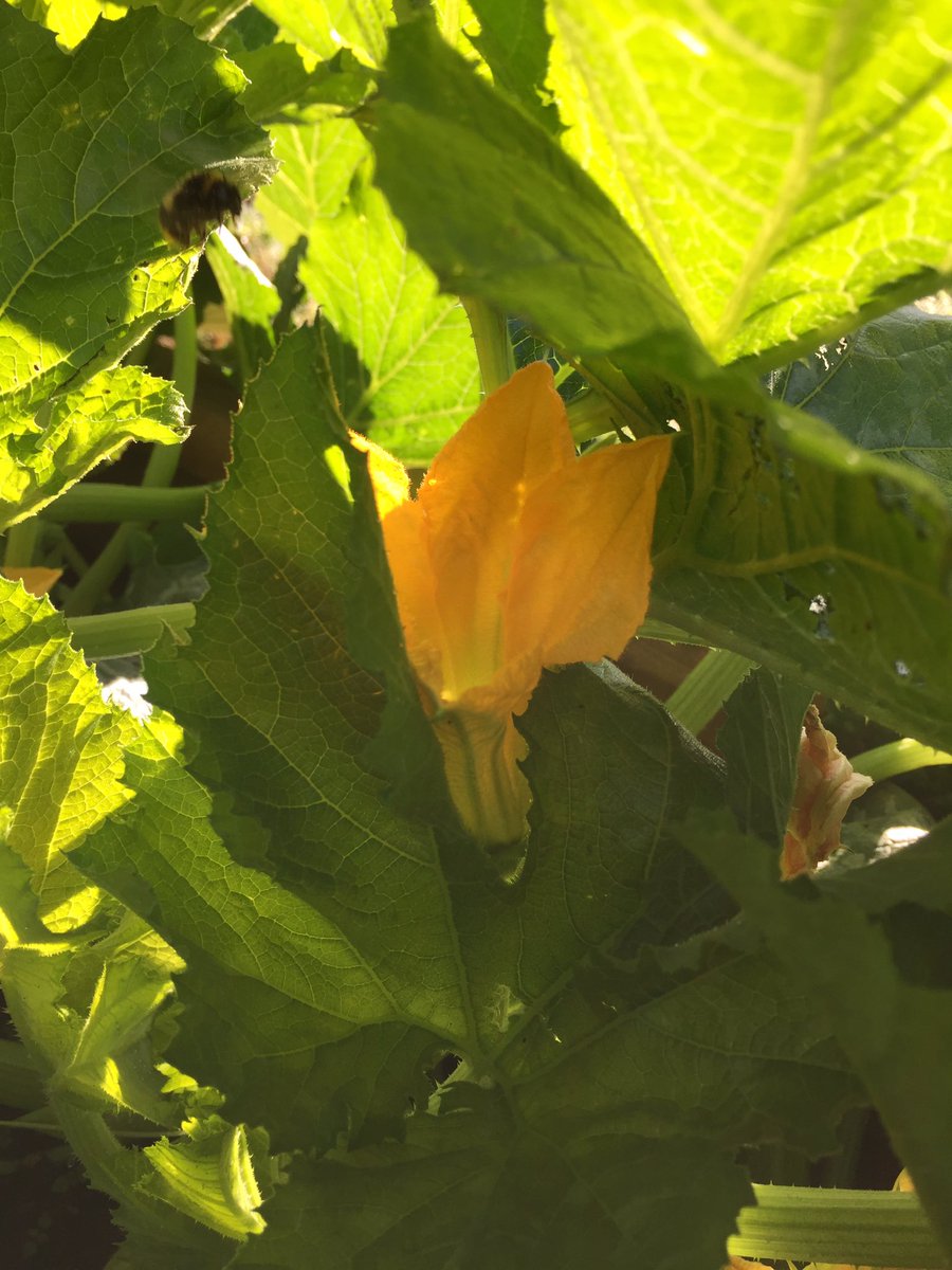 LymWild's tweet photo. So many courgettes today; so many #bees on #Pennington community allotment! Growing flowers 4 bees @sarahrix1 @MeadowInGarden @seed_ball https://t.co/pbxeXhfGyu