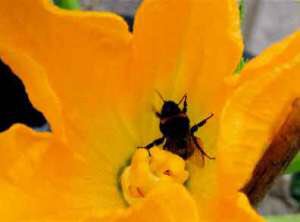 LymWild's tweet photo. So many courgettes today; so many #bees on #Pennington community allotment! Growing flowers 4 bees @sarahrix1 @MeadowInGarden @seed_ball https://t.co/pbxeXhfGyu