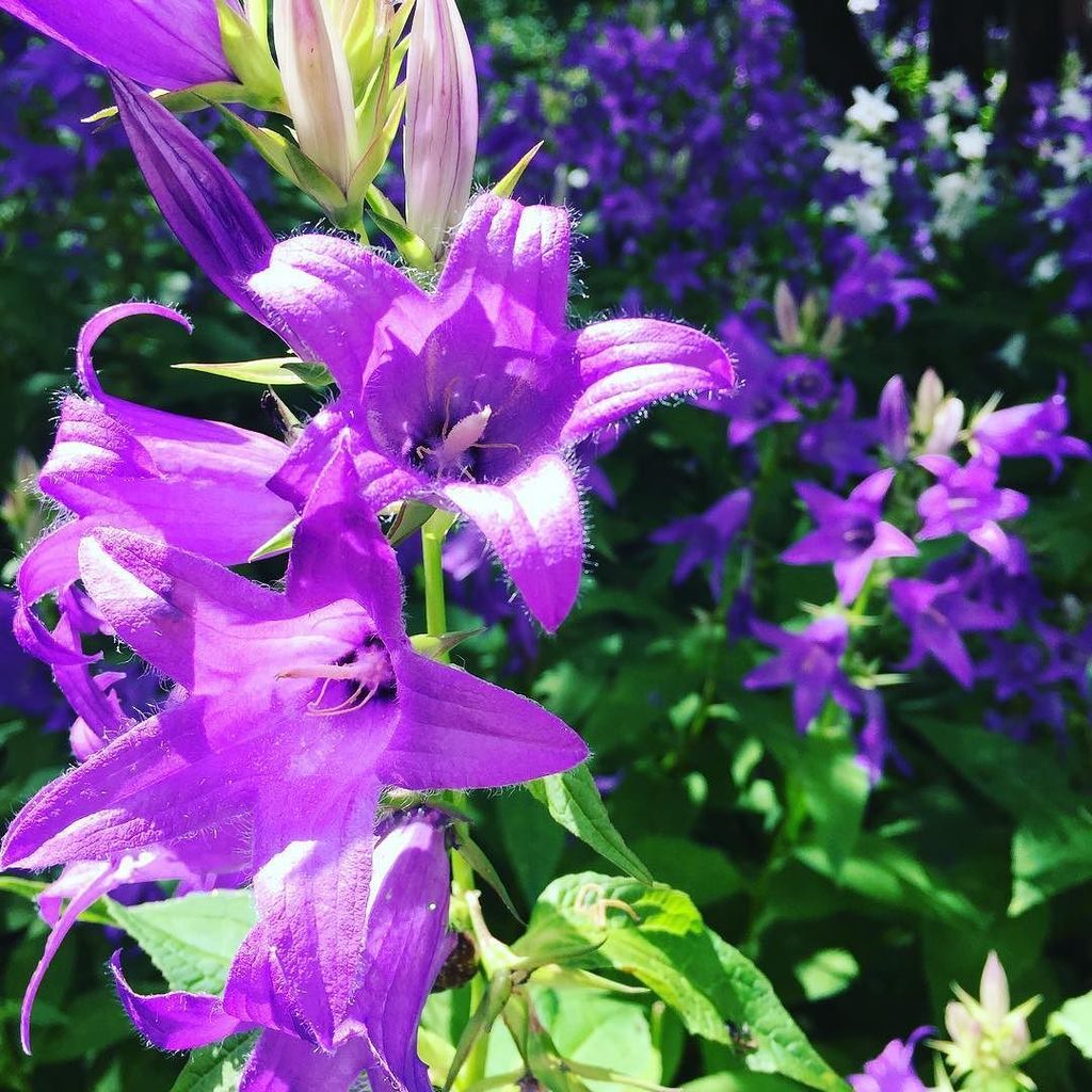 kscheib's tweet photo. #dachalife #надаче #цветы #солнце #колокольчики #переделкино #bluebells #summer #lookdown https://t.co/OXotdO3IzB https://t.co/WY3gwFHMOu
