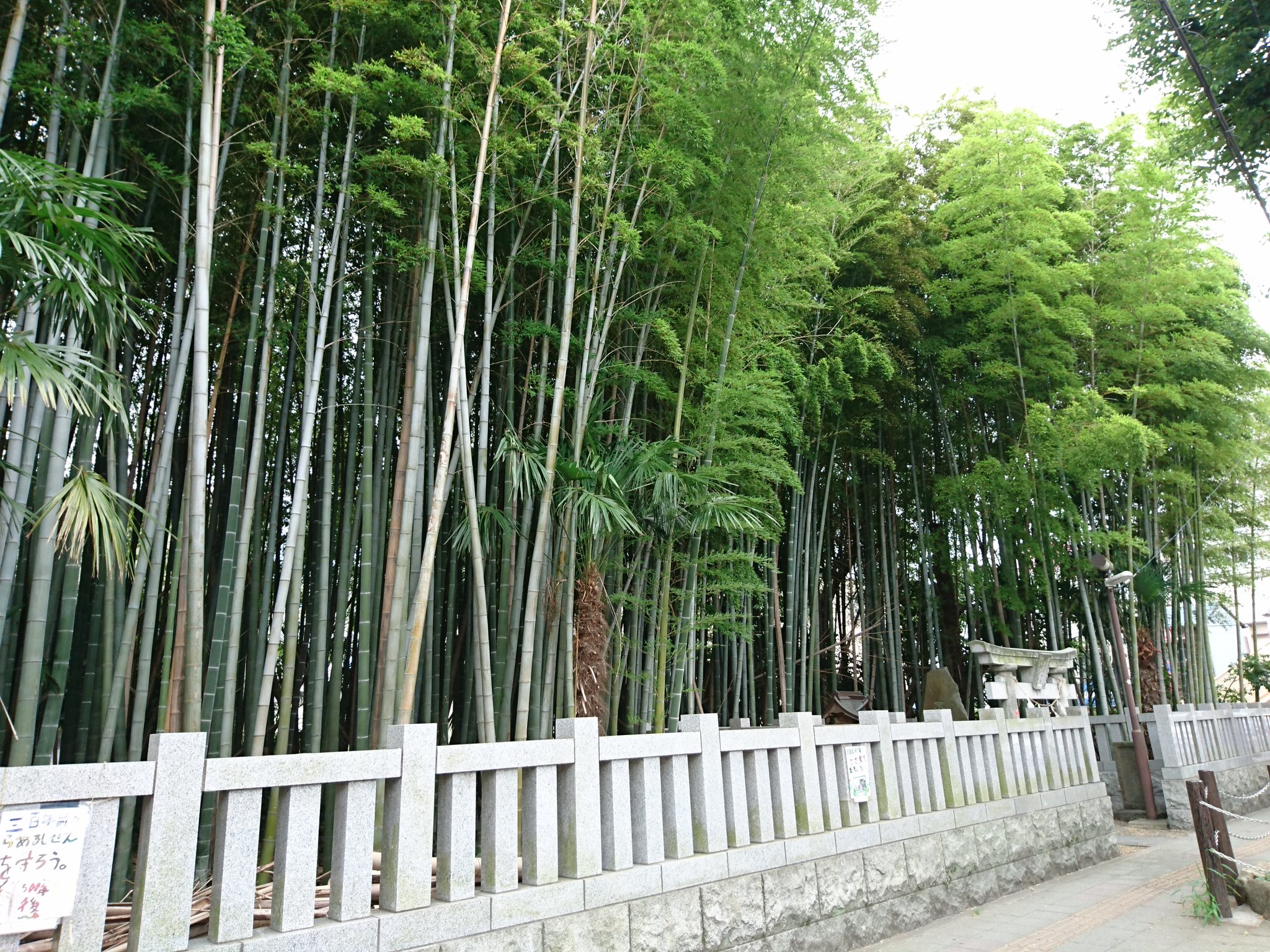 鳥居 歩道橋の上からみた八幡の藪知らず 辺りには高層マンションも立ち並ぶ都会に いまだに禁足地が残り 畏れ敬われている T Co Gefv2jdoym Twitter