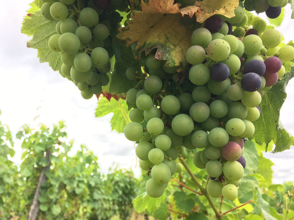 ChateauChambert's tweet photo. 50% du vignoble de #Chambert a gelé cette année...mais le reste poursuit sa vie: #veraison du #Malbec actuellement. Vendanges apx. J-45! https://t.co/uWi2QwnSsB