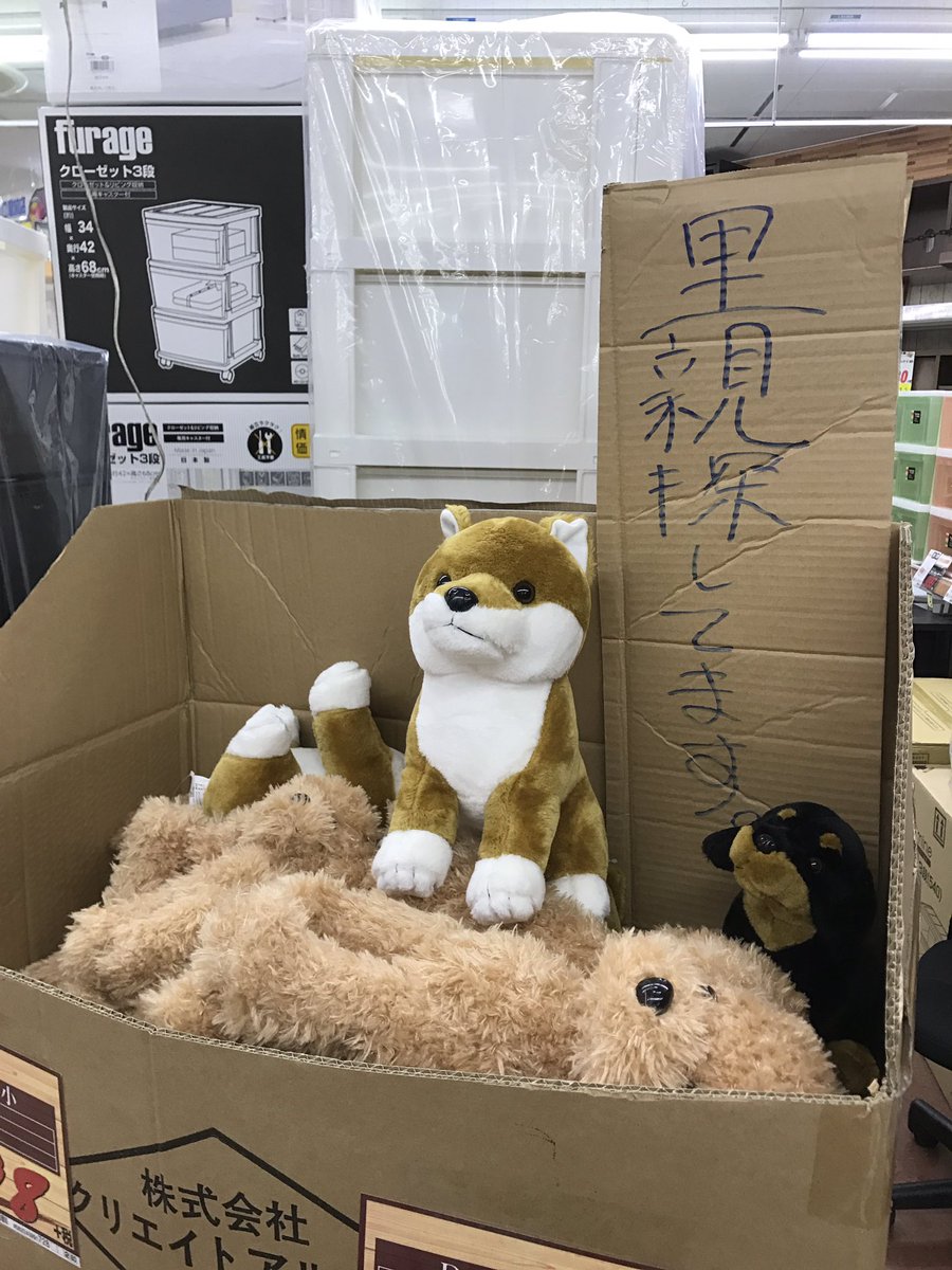 みそしる ドンキホーテ 犬のヌイグルミ特売コーナー かわいそう感が尋常じゃない