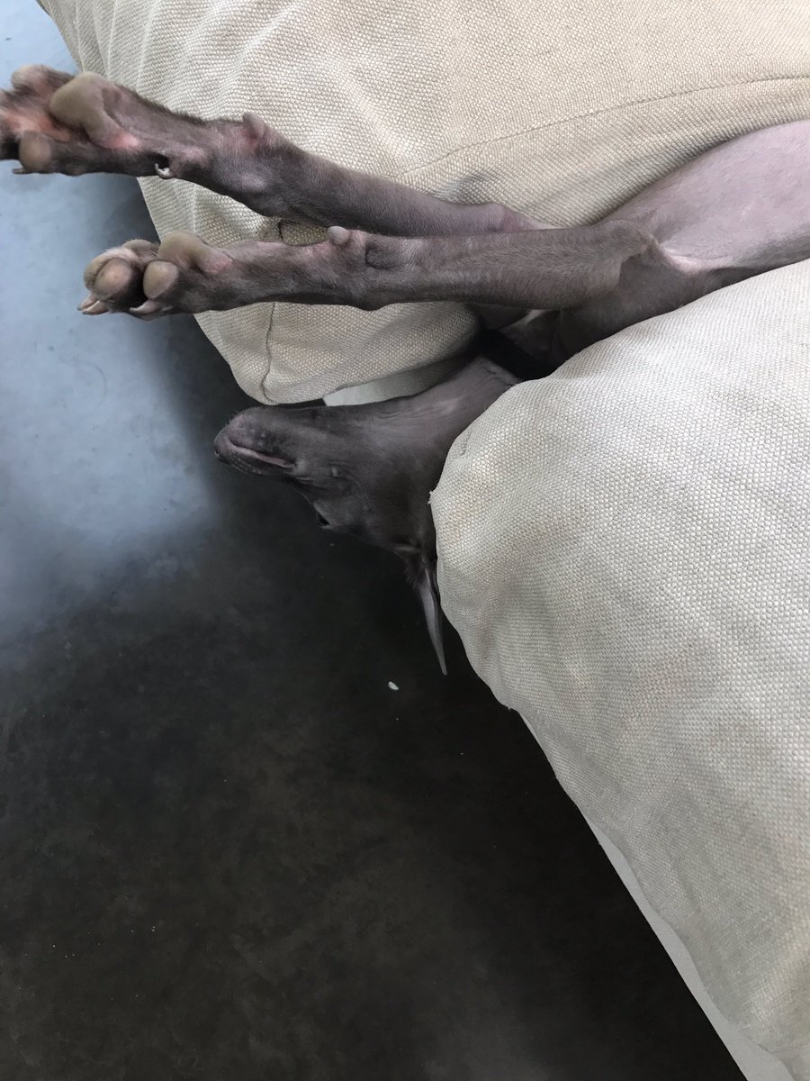 connielbrown_'s tweet image. She's normal I promise...