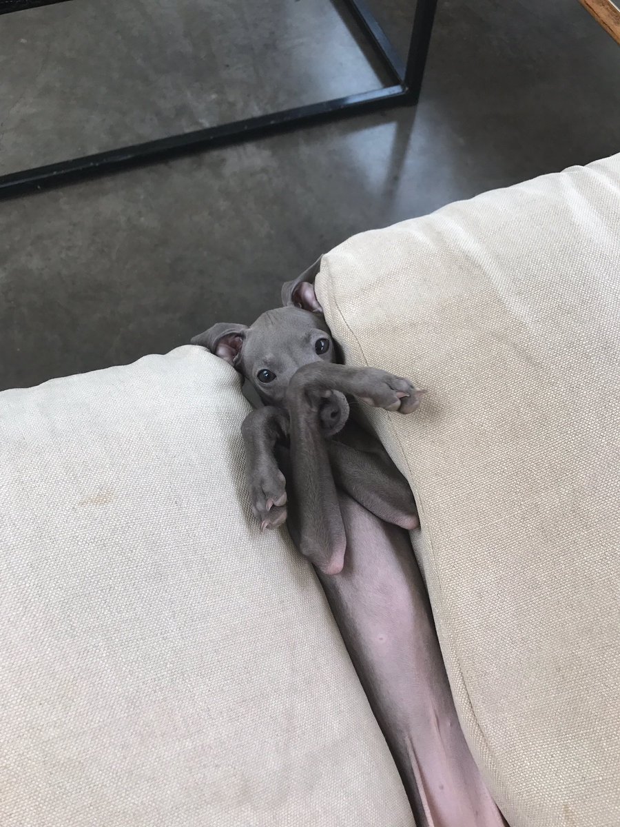 connielbrown_'s tweet image. She's normal I promise...