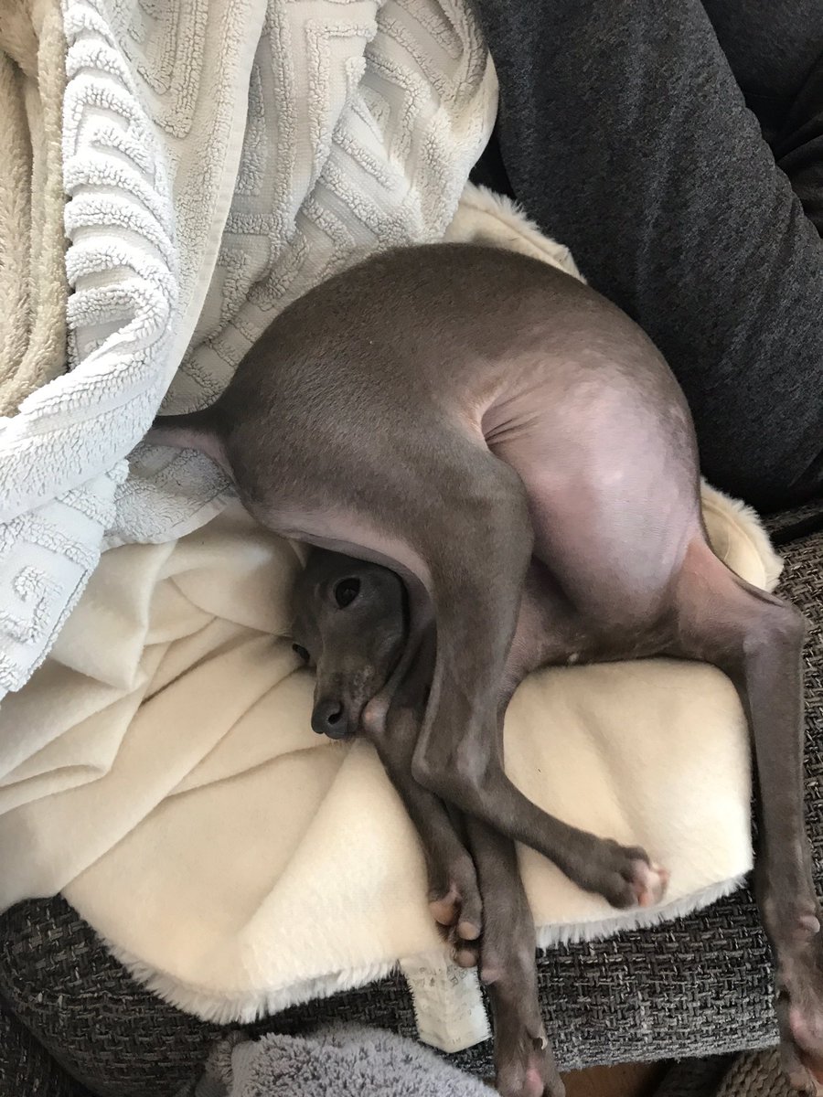 connielbrown_'s tweet image. She's normal I promise...