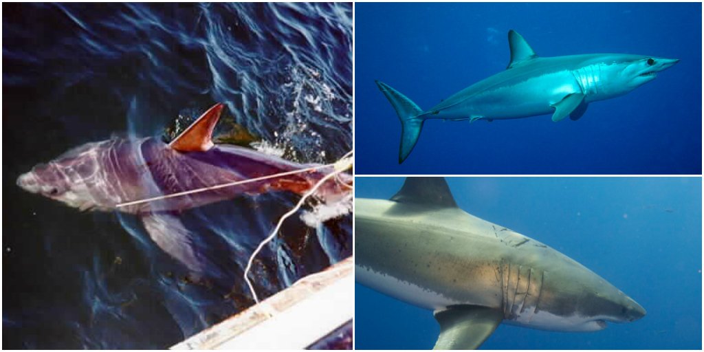 padiaware's tweet photo. #SharkWeek #SharkVortex
shout out to @JoeRomeiro @GregSkomal Makos, Great Whites & Porbeagles can out-swim, out-think and out-compete all 🦈 https://t.co/FRO7PRmdEh