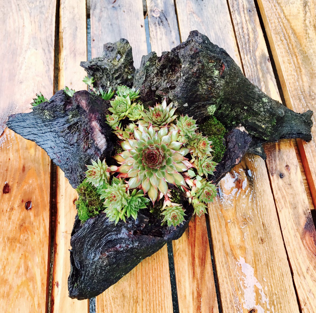 OakstumpsD's tweet photo. Sempervivum logs refreshed after the rain https://t.co/sAwIkPrlK2