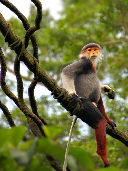 Strange_Animals's tweet photo. The douc langur. https://t.co/SnNK0tpYLj