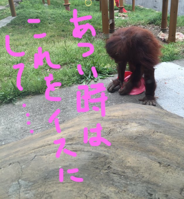 オラウータンのtwitterイラスト検索結果 古い順