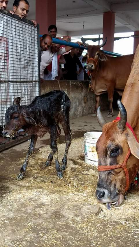 HemantHathin's tweet photo. @SudarshanNewsTV पंचगव्य विद्यापीठम, फरीदाबाद में 21जुलाई को आरम्भ हुए"MD इन पंचगव्य"(गौमाता से सम्पूर्ण चिकित्सा)सत्र की झलकिया
https://t.co/V6y5VlMg2P https://t.co/jvCnDmGAl6