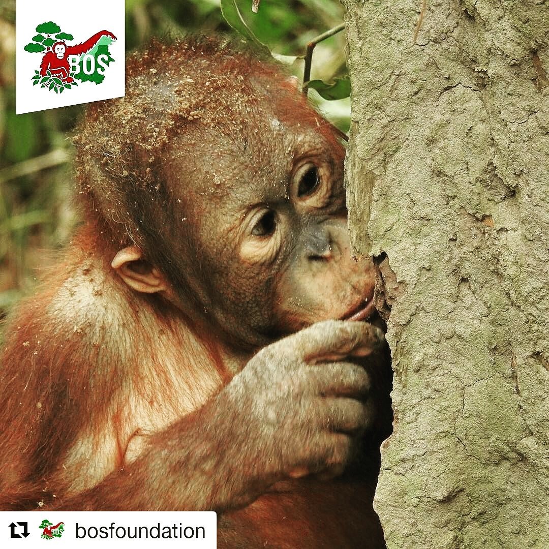 Termite Time! <a href="/bornean_OU/">BOS Foundation</a> #BOSF #BOSFoundation #borneoeyewear #CSR #program #fundraising #save #orangutans #endangered #primates #wildlife