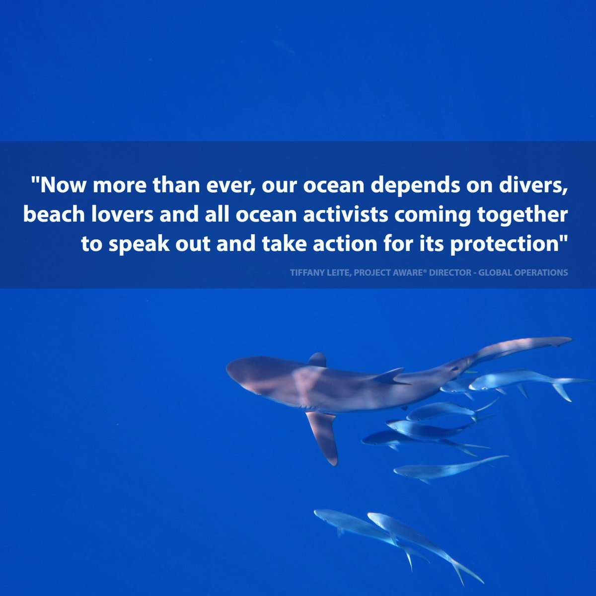padiaware's tweet photo. How are you celebrating #SharkWeek? Itβs a Good Week to Be a Real Shark Fan π¦ #Finbassador https://t.co/6PqALEKKDa https://t.co/2MgH3g8tQe