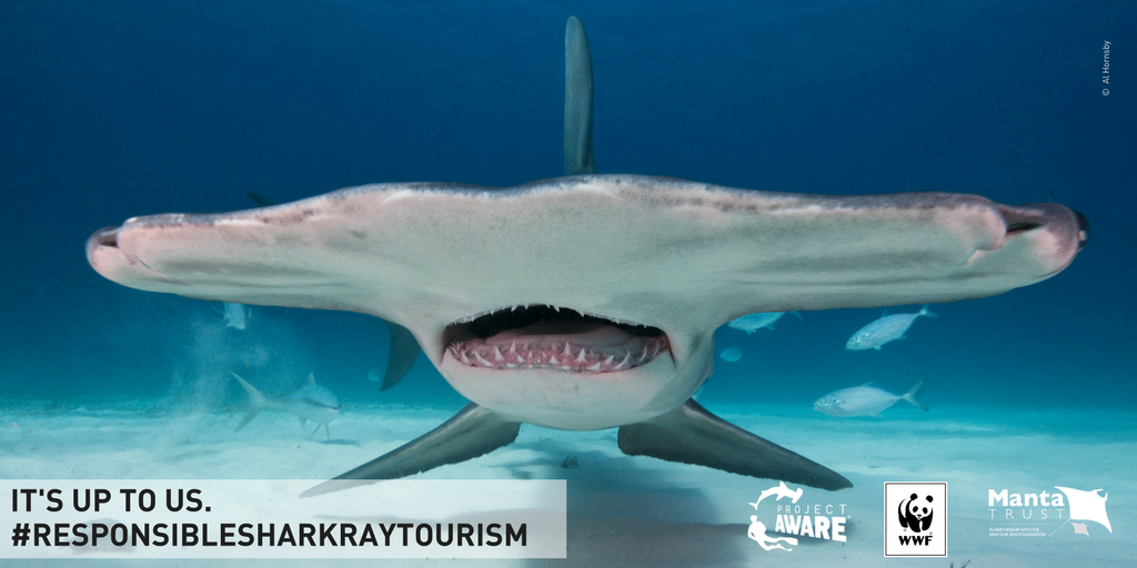 padiaware's tweet photo. #SharkWeek - Best practice urgently needed to protect sharks & rays at dive tourism operations #SharkRayTourismGuide https://t.co/dhroRBJnJv https://t.co/uhEKw5Gdwl
