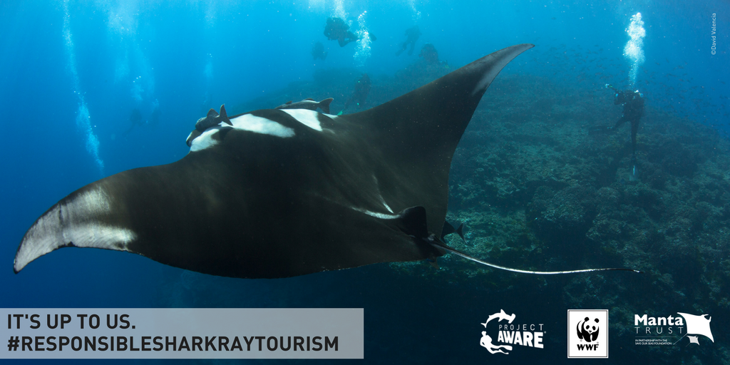 padiaware's tweet photo. Want to ensure your shark & ray dive tourism is safe and sustainable? Follow the #SharkRayTourismGuide #SharkWeek https://t.co/dhroRBrMRX https://t.co/tTrHa9Qx97